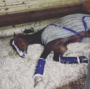 bella nap